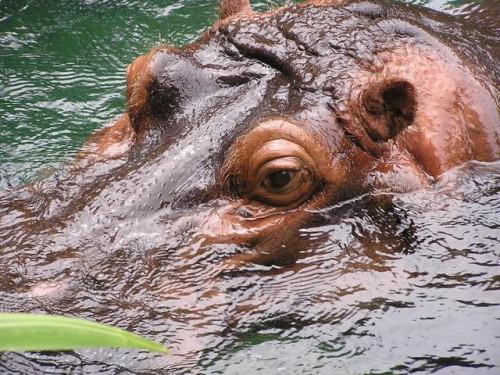 Comment les Hippos Maté?