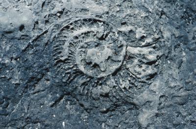 Quels sont les quatre différents types de Fossiles?