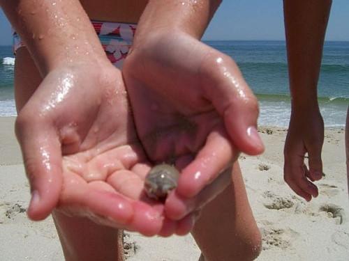 Comment attraper un crabe de sable