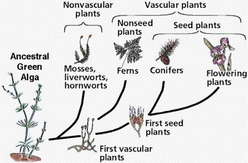Les différences dans les plantes avec et sans graines