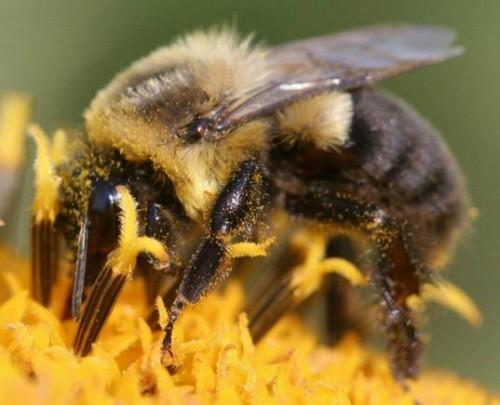 Comment un Bumblebee produire du miel?