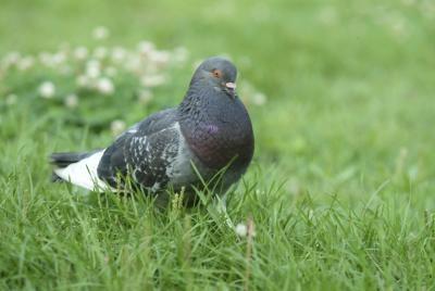 Différence entre Masculin et féminin Pigeons