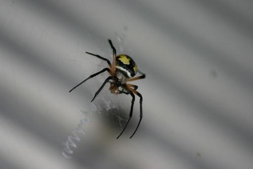 Comment identifier les araignées autour de la maison