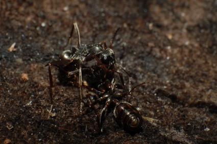 A propos de Harvester Ants