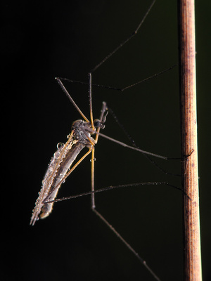 Mosquito croissance démographique