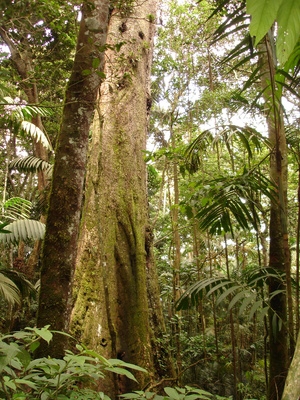 Espèces en danger dans la forêt tropicale Biome