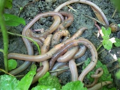 Prostomium d'un Earthworm