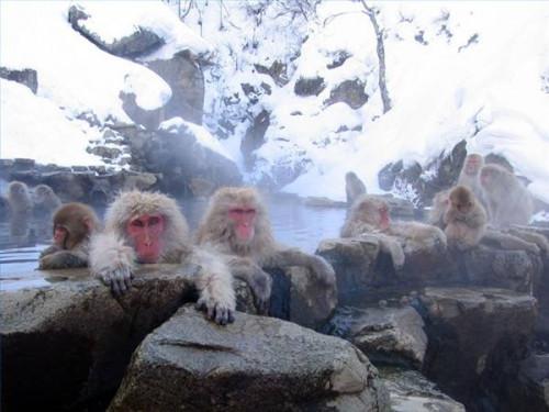 Quelle est la hauteur Monkeys Do neige Get?