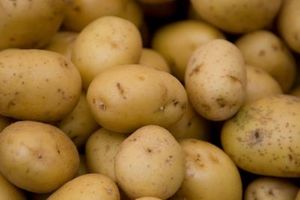 Comment faire une lumière multiple de pommes de terre