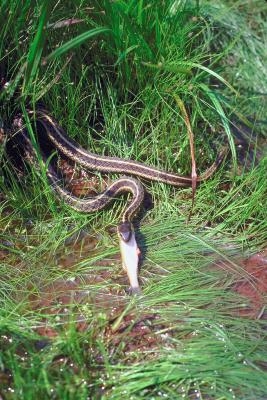 L'habitat des serpents jarretières Red-Spotted