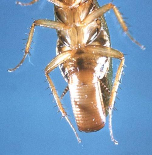 Comment fonctionne l'acide borique Tuez Roaches?
