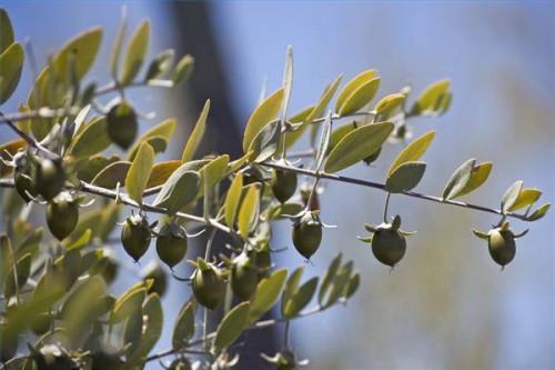 Qu'est-ce qu'un substitut à l'huile d'olive pour la fabrication de savon?