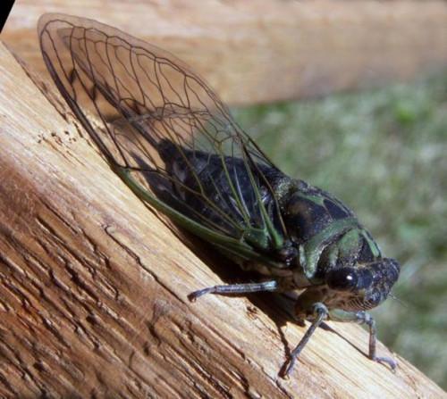 Quel est le cycle de vie Cicada