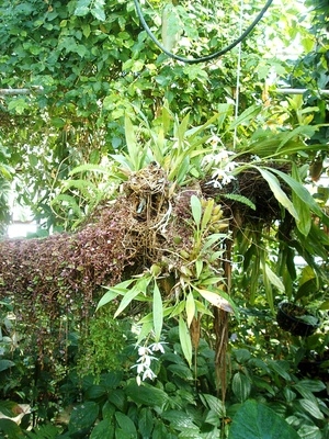 Tropical Plantes Forêt Biome