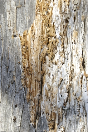 Comment Repel Termites Avec Fuel & Oil