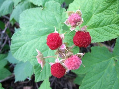 Comment identifier Thimbleberries in the Wild