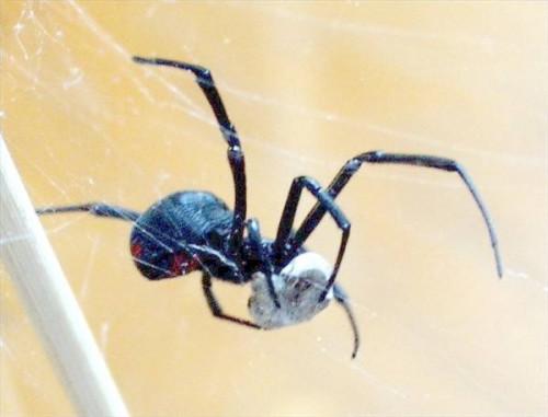 Comment identifier les araignées dans le Connecticut