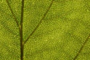 Quels sont les trois étapes fondamentales de Photosynthèse?