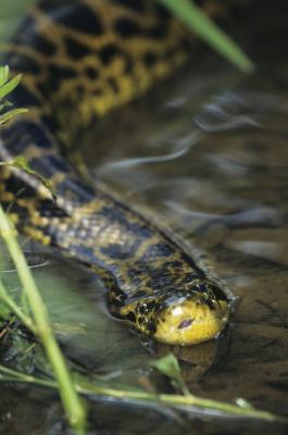 Reproduction de Anacondas