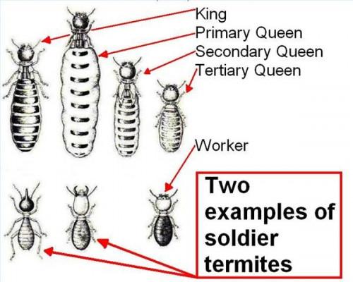 Qu'est-ce que Soldier Termites Look Like?