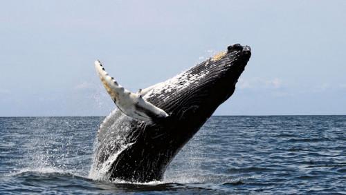 Qu'est-ce qu'un groupe de baleines appelé?