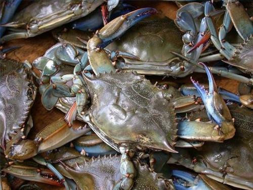 Informations sur la pêche au crabe