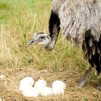 Comment Hatch Emu & Ostrich Eggs