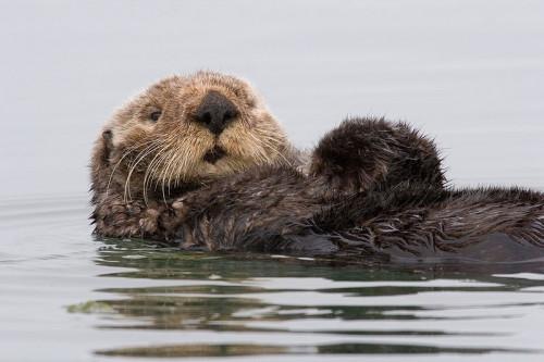 Comment puis-Sea Otters reproduire?