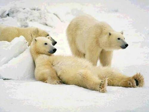 A propos de Polar Bears