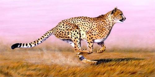 Quelle est la vitesse d'un Run Cheetah?