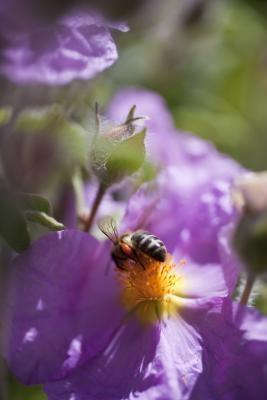 Les insectes qui transportent le pollen d'une plante à l'autre