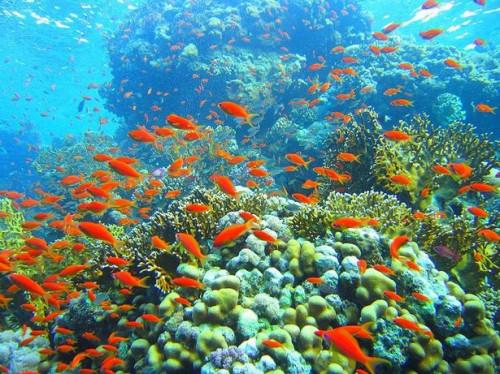 Comment sont-Coral Reefs être détruit?