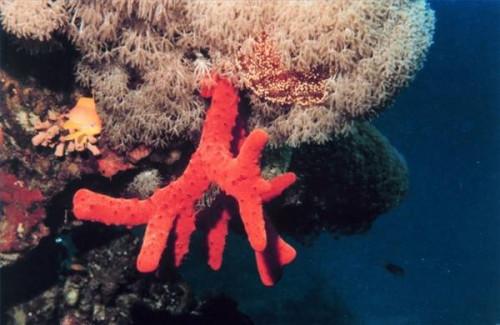 Qu'est-ce que le corail rouge?
