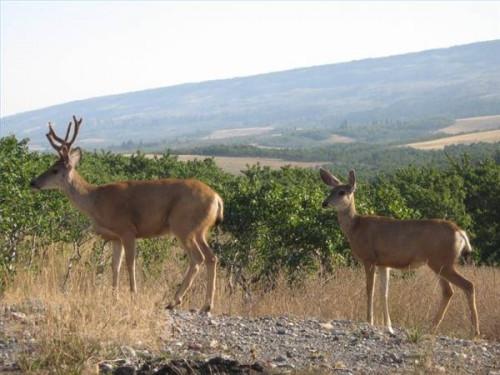 Comment fonctionne Deer Hunting Season travail?