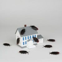 Comment tuer blattes à la maison sans nuire aux enfants
