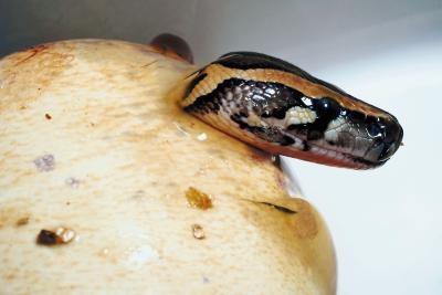 Comment Morph un python royal à un Pieball Python
