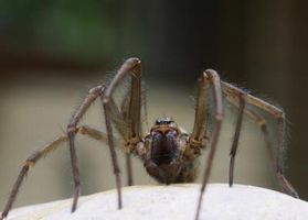 Les choses effrayantes sur Spiders