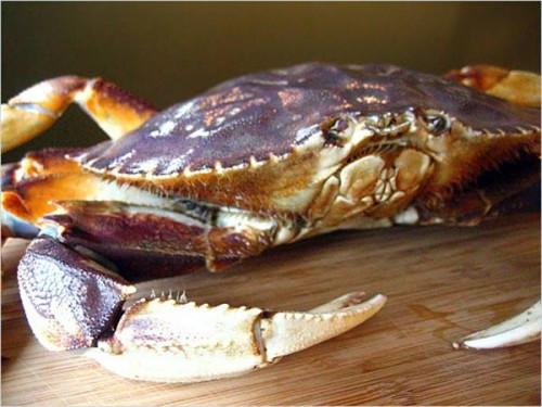 A propos de Dungeness Crab