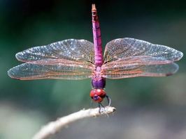 Dragonfly Habitats dans le désert de Chihuahua