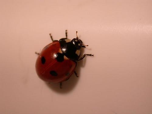 Comment faire un habitat Ladybug