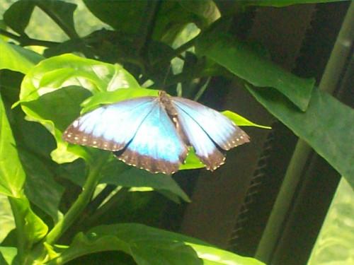 Morpho Habitat Papillon