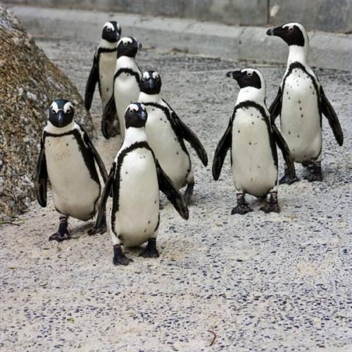 A propos de l'Afrique Penguins