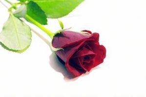Comment Enveloppez Roses Longue-souches Comme un fleuriste