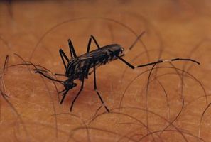 Comment se débarrasser des vieilles piqûres de moustiques qui ont Spots Gauche Noir