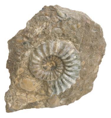 5 Type de Fossiles Trouvé à Rock