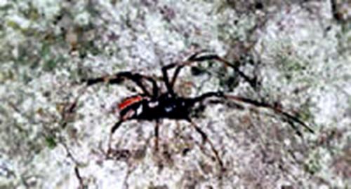 Comment identifier l'araignée Red Back