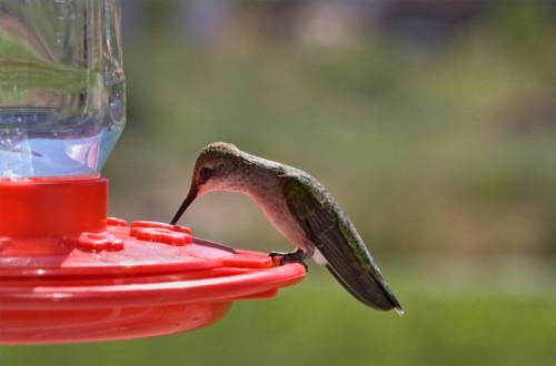 Comment faire une solution Hummingbird Feeder
