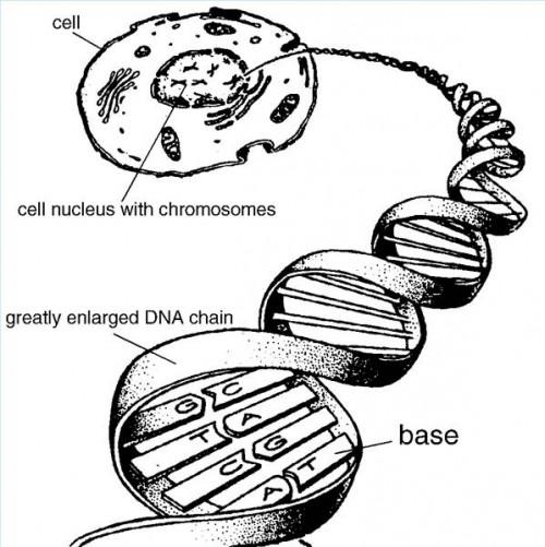 Introduction à la biologie moléculaire