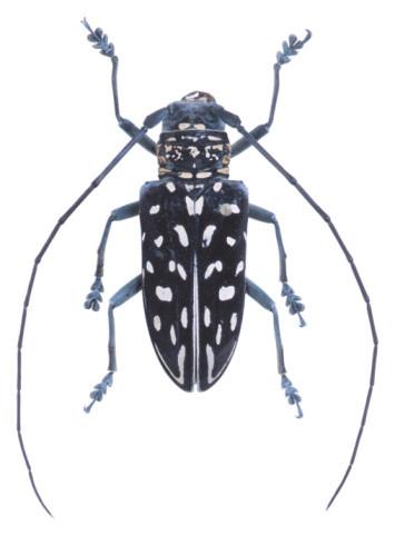 Description de la Beetle asiatique long cornu