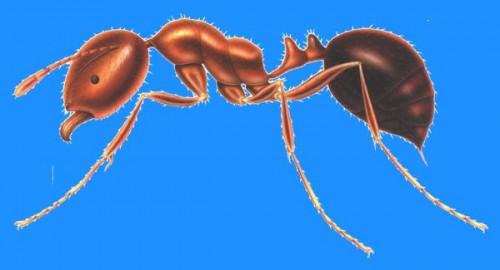 Comment fonctionne une fourmi de feu Sting?